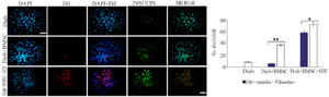 <p>Figure 5. Bone-marrow-derived Mesenchymal Stromal Cells (BMSCs) with or without stromal derived factor (SDF-1&alpha;) preconditioning contribute to regenerate &beta;-cells.&nbsp;Fluorescence microscopy images from pancreas&nbsp;of&nbsp;STZ-induced&nbsp;diabetic mice at 30 days after BMSCs transplantation. <strong>Notes:</strong>&nbsp;Column (<strong>DAPI</strong>), showing the blue fluorescence from DAPI-stained nuclei. Column (<strong>Dil</strong>) showing the Dil labeled BMSCs transplanted. Column (<strong>DAPI/Dil</strong>), showing merged of DAPI and Dil figures. Column (<strong>INSULIN</strong>), showing green fluorescence from FITC secondary antibody for insulin antibody slides. Column (<strong>MERGE</strong>), showing merged of <strong>DAPI/Dil</strong> and insulin figures.&nbsp;Quantification of Insulin positive (Insulin+) and CM-Dil positive with or without Insulin positive (CM-Dil+/ Insulin+) cells were counted under a fluorescence microscope (BX51; Olympus, Tokyo, Japan), was using a 40&times; objective and a grid overlay. Average cell densities were calculated as number of cells per field. Level of significance is p&lt;0.05. BMSCs, bone-marrow-derived mesenchymal stromal cells; DAPI, 4&prime;, 6-diamidino-2-phenylindole; Dil, CM-Dil; FITC, fluorescein isothiocyanate. Scale bar=100 <em>&micro;m</em>. ** p&lt;0.001 versus control; * p&lt;0.05 versus Diab+BMSC. Level of significance is p&lt;0.05.</p>
