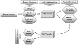 <p>Figure 4. The overall workflow for practical implementation. Firstly, the query protein is represented numerically by three kinds of features. Secondly, the first round of the classification is done using the best-selected classifier trained on combined full dataset (i.e. the RBFClassifier). Thirdly, if the function of query protein was predicted as nucleic acid-binding (or RNA/DNA-binding), the second round of the classification is attempted based on the best-selected classifier trained on the nucleic acid-binding proteins dataset (<em>i.e</em>. the MLPClassifier). The final predicted function identifies the query protein as either RNA-binding or DNA-binding. Abbreviations: MLPClassifier, Multilayer Perceptron Classifier; RBFClassifier, Radial Basis Function Classifier.</p>