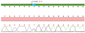 <p>Figure 1. Sanger sequence chromatogram view of <em>TNFRSF13B/TACI</em>&nbsp; gene C104R (T&gt;C) mutation of patient 1.</p>