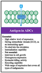 <p>Figure 2. Main considerations in selecting tumor markers for ADC design and development.</p>