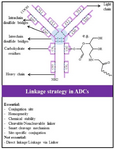 <p>Figure 6. Main considerations for linking cytotoxic payload to antibodies in ADC design and development.</p>