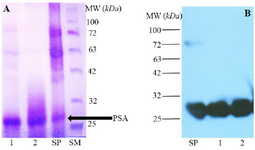 <p>Figure 1. A) SDS-PAGE analysis of Seminal Plasma (SP) and purified fPSA (lanes 1 and 2), SM: Size marker. B) Western blot analysis of SP and purified fPSA (lanes 1 and 2). 2G3 mAb conjugated with HRP were added to blotted membrane.</p>