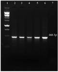 <p>Figure 1. PCR amplification of 16s rRNA gene&nbsp; related to five target bacteria. 1: 100 <em>bp</em> DNA ladder, 2-6: 7: negative control.</p>