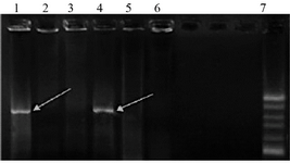 <p>Figure 2. <em>Agarose </em>gel electrophoresis of colony PCR results of the selected clones containing recombinant plasmid PcDNA3.1-<em>Tax-1</em>. Lines 1 and 5, PCR products of the recombinant plasmid containing <em>Tax-1</em> genes with an 890-<em>bp</em> fragment. Lines 2, 3 and 6, PCR products of plasmid<em> PcDNA3.1</em> without the insert. Line 7,100 <em>bp </em>DNA ladder.</p>