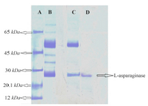 <p>Figure 5. SDS-PAGE of L-asparaginase. Lane A) Protein molecular markers. Lane B) Crude enzyme. Lane C) Ammonium sulphate pre-cipitation (20-40%). Lane D) Sephadex G-200 chromatography frac-tion.</p>