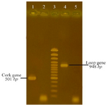 <p>Figure 1. PCR amplifications of cork and loop DNA segment from BauA Lane 1: PCR product of cork, Lane 2: negative control (a PCR product without template), Lane 3:100 <em>bp</em> DNA plus ladder, Lane 4: PCR product of loop, Lane 5: negative control.</p>