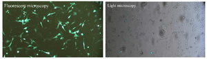 <p>Figure 2. Examination of transfection efficiency by fluorescent microscope. Left: Fluorescent microscopy image of NIH/3T3 cells transfected by GFP. Right: The image of the same GFP-transfected NIH/3T3 cells by light microscope.</p>