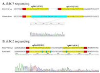 <p>Figure 4. Analysis of CRISPR-mediated mutations by Sanger sequencing. A) Sequencing of PCR products of RAG1sgRNA target site shows the expected deletion. B) Sequencing of PCR products of RAG2sgRNA target site shows the expected mutations. Target site is indicated in yellow, PAM sequence in red and cleavage sites are in blue.</p>