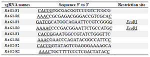 <p>Table 1. Oligonucleotides used to generate the sgRNA plasmids for four different mouse ORFs: <em>RAG</em>1-F1R1, <em>RAG</em>1-F2R2, <em>RAG</em>2-F1R1, <em>RAG</em>2-F2R2; underlined letters show the flanked desired restriction sites; red letters show the restriction site in <em>RAG</em>1-F2R2</p>