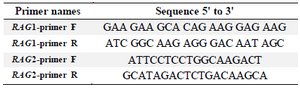 <p>Table 2. Primers used to amplify fragments of <em>RAG1</em> and <em>RAG2</em> genes</p>