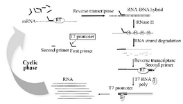 <p>Figure 1. Scheme for the amplification of RNA by the NASBA reaction.</p>