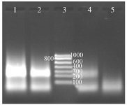 <p>Figure 4. Determination of the digoxigenin labeled NASBA products on 2% gel electrophoresis, Lane 1: NASBA product with 0.09 <em>mM </em>digoxigenin, Lane 2: NASBA product with 0.18 <em>mM </em>digoxigenin, Lane 3: RNA ladder, Lane 4: NASBA product with 0.35 <em>mM </em>digoxin-genin, Lane 5: negative control.</p>