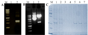 <p>Figure 2. Expression and purification of DENV NS1 in bacteria. A) PCR amplified product (Lane M: Molecular weight marker, Lane 1: Negative control, Lane 2: PCR amplified NS1 product). B) Cloning of DENV NS1 gene in pET-21a vector (Lane M: Molecular weight marker, Lane 1: Undigested cloned plasmid Lane 2: Digested cloned plasmid). C) SDS-PAGE analysis of DENV NS1 protein (Lane M: Protein molecular weight marker, Lane 1: Expressed crude cell lysate, Lane 2: Flow through, Lane 3-4: Wash, Lane 5-8: Eluted protein). The concentrated recombinant protein was used for the calibration of the designed sensor along with the original patient sample.</p>