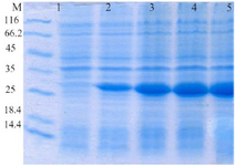 <p>Figure 1. Evaluation of HopH protein expression on SDS-PAGE gel (12%): well M: marker with low weight, well 1: uninduced HopH, well 2: induced HopH by 0.1 <em>mM</em> IPTG within the first <em>hr</em>, well 3: in-duced HopH by 0.1 <em>mM</em> IPTG within the second <em>hr</em>, well 4: induced HopH by 0.1 <em>mM</em> IPTG within the third <em>hr</em>, well 5: induced HopH by 0.1 <em>mM</em> IPTG within the fourth <em>hr</em>.</p>