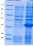 <p>Figure 2. Evaluation of HopH protein expression on SDS-PAGE gel (12%): well M: marker with low weight, well 1: uninduced HopH, well 2:&nbsp; induced HopH by 0.1 <em>mM</em> IPTG within the fourth <em>hr</em>.</p>