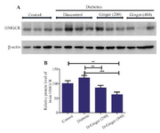 <p>Figure 1. Effect of hydroalcoholic ginger extract on the protein levels of HMG-CoA reductase in the brain. A) Representative immune-blotting showing specific bands for HMG-CoA reductase. &beta;-actin is used as an internal control. B) Graphic presentation of data obtained from western blot analysis. Each bar shows mean&plusmn;SD. Significant difference from diabetic group was shown as p&lt;0.05. From left to right, lanes 1, 2, and 3 are related to control; lanes 4, 5, 6, and 7 are related to diabetic group (DM) without any treatments; lanes 8, 9, and 10 are related to diabetic group receiving 200 <em>mg/kg</em> ginger extract; and lanes 11, 12, and 13 are related to diabetic group receiving 400 <em>mg/kg</em> ginger extract, respectively.</p>