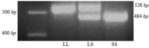 <p>Figure 1. 5-HTTLPR genetic polymorphism.&nbsp; Genotypes of 5-HTTLPR polymorphism determined by PCR method and analyzed by a 2.5% agarose gel electrophoresis stained with DNA safe stain and viewed under UV light. The size of the restriction fragments is shown.</p>