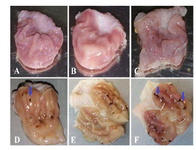 <p>Figure 1. The macroscopic appearance of the stomach from (A, B) normal control, (C) control receiving CMC and (D-F) indo-methacin-induced gastric ulcer rats. Arrows show linear and focal hemorrhagic areas.</p>