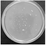 Figure 2. FOA resistant colonies on YNB plates. Approximately 107 mutagenized cells (10% survival) were plated on YNB-FOA -UU plates. The resistant colonies appeared after 5-7 days