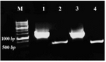 Figure 3. Amplification of ura3 and actin fragments using genomic DNA of S. cerevisiae and S. boulardii. M: Size marker, 1: S. cerevisiae ura3 fragment (1.2 kb), 2: S. cerevisiae actin fragment (0.5 kb), 3: S. boulardii ura3 and 4: S. boulardii actin fragments

