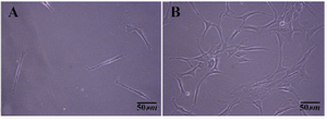 Figure 1. Somatic cells attached at the bottom of plastic dish in primary culture of testis cells after collecting the floating media and suspended cells. A) 3 hr differential plating; B) An overnight differential plating