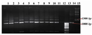 Figure 2. Multiplex PCR. Lanes 1-11: Multiplex PCR products of STD 3-6 and 8-14 genomic DNA. Lane 12: untransfected CHO DG44 cell line as negative control. Lane 13: GeneRuler™ 100bp DNA Ladder (Fermentas). Lane 14: pSLO7 plasmid as positive control for the light chain. Lane 15: pSHC12 plasmid as positive control for the heavy chain