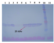 Figure 3. Western blotting using anti-human IgG1 antibody on PVDF membrane. Lanes 1-9: concentrated supernatant of STD 12-18 and 20-21 transformants. Lane 10: PageRuler™ plus pre-stained protein ladder (Fermentas). Lane 11: concentrated supernatant of untransfected CHO DG44 cell line as negative control