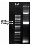 Figure 3. Colony PCR for confirmation of Agrobacteria grown on selective media. Lanes 1; positive clone, LM; molecular weight marker