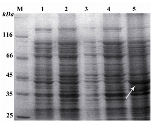 Figure 3. SDS-PAGE of the proteins extracted from periplasmic space and inclusion bodies. M: Standard molecular weight marker. Lane 1: Uninduced recombinant pBAD/gІІІA plasmids containing reteplase. Lane 2: Recombinant pBAD/gІІІA plasmids containing reteplase induced with 0.0002 mM L-Arabinose for 4 hr. Lane 3: Proteins present in fluid shock (sample A). Lane 4: Proteins present in the remaining pellet (sample B). Lane 5: Inclusion body sample