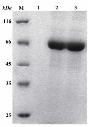 Figure 4. Purification of proteins extracted from inclusion bodies with Q-sepharose fast fast flow flow on SDS-PAGE gel. M: Standard molecular weight marker. Lane 1: The fraction obtained from 0 molar NaCl. Lane 2: The first fraction obtained from 0.6 molar NaCl. Lane 3: The second fraction obtained from 0.6 molar NaCl