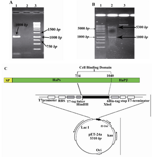 Figure 1. Cloning strategies for constructing the pET24a-cbd expression vector. A) Agarose gel electrophoresis of the PCR amplified fragment. From left to right, Lane 1: PCR product (shown with arrow), Lane 2: negative control, Lane3 : DNA Marker (Invitrogen, Karlsruhe, Germany); B) Restriction analysis of the pET24a-cbd construct. From left to right, Lane 1: DNA marker (Invitrogen, Karlsruhe, Germany), Lanes 2 and 3: digested and undigested forms of pET24a-cbd by HindIII/XhoI enzymes, respectively; C) Schematic representation of the expression elements in the pET24a-cbd plasmid; The cbd nucleotide sequence corresponding to amino acid residues of 734-1040 of NTHi strain P860295 was amplified by PCR and ligated into the HindIII/XhoI sites of the pET24a plasmid. This cloning strategy permitted to fuse T7 tag to the N-terminal and a 6xHis tag to the C-terminal of the CBD fragment. RBS and stop elements denote ribosme-binding site and translational stop codon, respectively