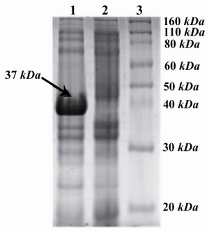 Figure 2. SDS-PAGE analysis of recombinant CBD with Coomassie-stained: From left to right, Lane 1: Induced with IPTG (arrow shows the ~37 kDa band), Lane 2: Non-induced with IPTG, lane 3: Protein marker