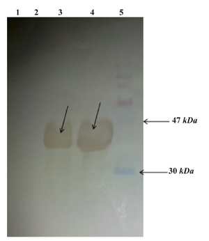 Figure 5. Western blot analysis: From left to right, Lane 1: E.coli BL21 (DE3) lysate, Lane 2: Uninduced E.coli BL21 (DE3) cells containing pET24a-cbd lysate, Lane 3: Induced E.coli BL21 (DE3) containing pET24a-cbd lysate, Lane4: Purified CBD, Lane5: Protein marker (shown with arrows)