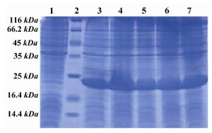Figure 2.  SDS PAGE pattern of induction and expression rate of hPTH (1-34) fusion protein. Lane 1: Before induction, Lane 2: Low MW marker, Lane 3: 1 hr after induction, Lane 4: 2 hr after induction, Lane 5: 3 hr after induction, Lane 6: 4 hr after induction, Lane 7: 5 hr after induction