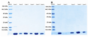 Figure 4. SDS-PAGE pattern of size exclusion (a) and ion exchange (b) chromatography fractions; A) SDS-PAGE analysis of size exclusion column fractions. Lane 1 is the digested sample and lanes 2-6 are fractions of SE column. There is some undigested protein in lane 1; B) SDS-PAGE analysis of SP sepharose FF fractions. Lane 1 is pooled SE column fractions, lane 2 is empty and lanes 3-5 are fractions of SP sepharose FF