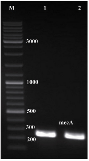 Figure 1. Electrophoresis of PCR products on agarose gel (1% w/v). Lanes 1 and 2, single expected band of mecA (approximately 242 bp); lane M, 1 kB DNA size marker