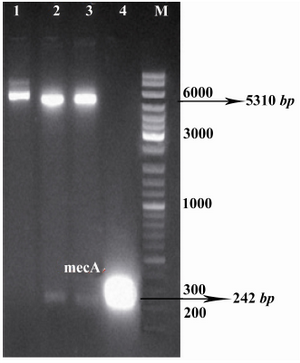 Figure 2. Confirmation of recombinant vector by restriction enzyme digestion. The plasmids were extracted and digested with appropriate restriction enzymes. Lane 1, undigested recombinant vector, pET24a-mecA; lanes 2, 3,  recombinant vector, pET24a-mecA, digested with XhoI and HindIII; lane 4, PCR product of mecA gene (approximately 242 bp); lane M, 1 kB DNA size marker. Products were electrophoresed on 1% w/v agarose gel