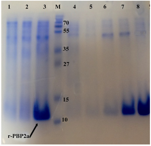 Figure 3. Detection of expressed and purified recombinant PBP2a in SDS-PAGE (12% w/v). The gel was stained with Coomassie blue G-250. Samples were resuspended directly in SDS loading buffer and boiled for 5 min. Amount of proteins loaded in each well was about 50 µg. Lane 1, Negative control cells (BL21 with pET24a(+); lane 2, pellet of un-induced bacteria; lane 3, pellet of IPTG induced bacteria; lane 4, flow through material, lanes 5and 6 inclusion bodies after washing and solubilizing; lane 7, purified r-PBP2a from  Ni-NTA Agarose  column  lane 8, PBP2a protein  after dialysis; lane M, standard protein size marker (kDa). The 
r-PBP2a proteins have been shown by the arrow
