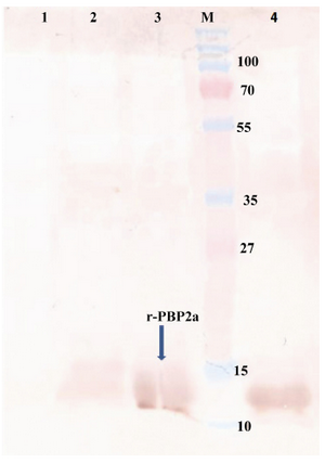 Figure 4. Western blot of recombinant autolysin protein probed by anti-His (1:10,000). Lane 1, control negative (pET24a+ without mecA fragment); lane 2, pellet of un-induced bacteria; lane 3, pellet of IPTG induced bacteria; lane 4, purified r-PBP2a; lane M, pre-stained protein size marker (kDa). HRP-conjugated anti-rabbit IgG (1:7000) and DAB were used