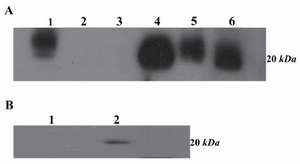Figure 6. A) Western blot analysis of 2F9-C9 mAb reactivity with different cell lysates and purified ferritin. Lanes 1 and 4 represent human and murine liver lysates, respectively; lanes 2 and 3 include Raji and PC3 cell lysates as negative controls, respectively. Lane 5 includes K-562 cell lysate and lane 6 includes purified human ferritin; B) Lane 1 represents inhibition of 2F9-C9 reactivity with ferritin by saturating amounts of exogenous ferritin. Lane 2 represents unblocked 2F9-C9 reactivity with purified human ferritin
