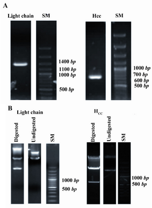 Figure 1. PCR amplification and restriction enzyme digestion of light chain and HCC coding sequences. Agarose gel electrophoresis of PCR products of light chain and HCC fragments confirms their 1371 and 621 bp size, respectively; A) Double digestion of pET28b(+) light chain and HCC with BamHI and HindIII endonucleases indicates insertion of these two gene segments into the expression vector; B) SM: DNA size marker, bp: base pair