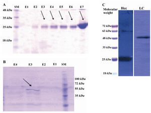 Figure 3. SDS-PAGE electrophoresis; A and B) and im-munoblotting; C) profiles of the purified recombinant light chain and HCC proteins. The samples were run on 10-12% polyacrylamide gel and stained with Coomassie blue. Im-munoblotting of HCC and LC fragments were performed using human anti-TeNT polyclonal antibodies produced in our lab; C) SM: protein size marker, E1-E7: different fractions of proteins eluted by 500 mM imidazole from Ni-NTA column