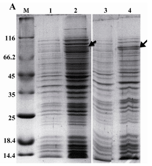 Figure 1A. Expression of rROP1 in two different bacterial expression hosts, E. coli BL21 (DE3) pLysS (lanes 1 and 2) and Rosetta (lanes 3 and 4). Induced (lanes 2 and 4) and uninduced bacteria (lanes 1 and 3) were analyzed on SDS-PAGE. Densitometry analysis using Image J software showed rROP1band attributed to 1.5% and 0.5% of total protein in induced Rosetta (DE3) and BL21 (DE3) pLysS bacteria, respectively