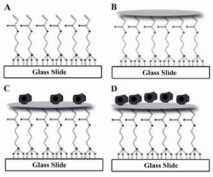 Figure 1. Glass surface modification and cell seeding process. A) Glass surface modification; B) Collagen ECM micro-patterning; C) Cell seeding; D) Cell spreading and division