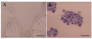 Figure 3. Morphological assessment of freshly isolated hAECs. A) Freshly isolated hAECs was investigated morphologically under invert microscope; B) or after Gimsa staining. These cells appeared as flat cuboidal cells with abundant cytoplasm and high cytoplasm/nuclear ratio. Scale bar; 50 µm