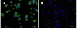 Figure 9. Assessment of hAEC immununogenicity. hAEC were subcutaneously injected into Balb/c mice three times with a one week interval. A) Immunoreactivity of mice sera with hAEC was tested by immunofluorescent staining; 
B) Nuclei were counterstained with DAPI. In negative reagent control slides, sera from mice injected with PBS was used as primary antibody. Scale bar; 50 µm
