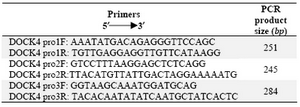 Table 1. Primer sequences for the amplification of DOCK4 promoter region