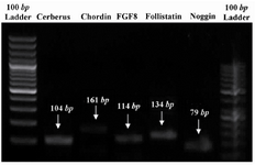 Figure 1. PCR products which were analyzed by gel electrophoresis evidencing that mentioned genes were expressed by chick somites in vitro