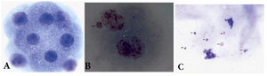 Figure 2. Photomicrographs of A) blastomers showing 8 cell normal embryo; B) two cell embryo having one micronucleus; C) two cells at anaphase with lagging chromosomes (arrows) eventualy forming micronuclei 