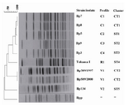 Figure 3. Genomic analysis of B. pertussis using PFGE. The dendrogram shows PFGE profiles of clinical isolates (C), vaccine strains (V), and reference strain Tohama I (R1). 
B. parapertussis (Bpp) was used as a control. The PFGE clusters are indicated as common type (CT) or single type (ST)
